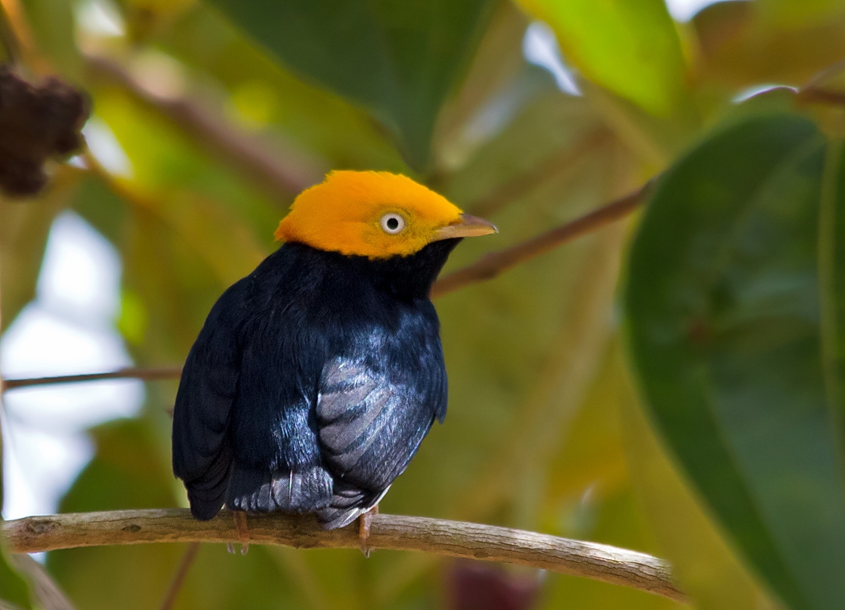 Pretty Golden-headed manakin