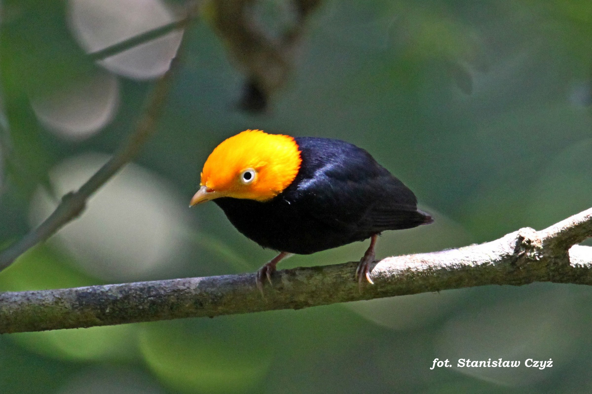 Pretty Golden-headed manakin