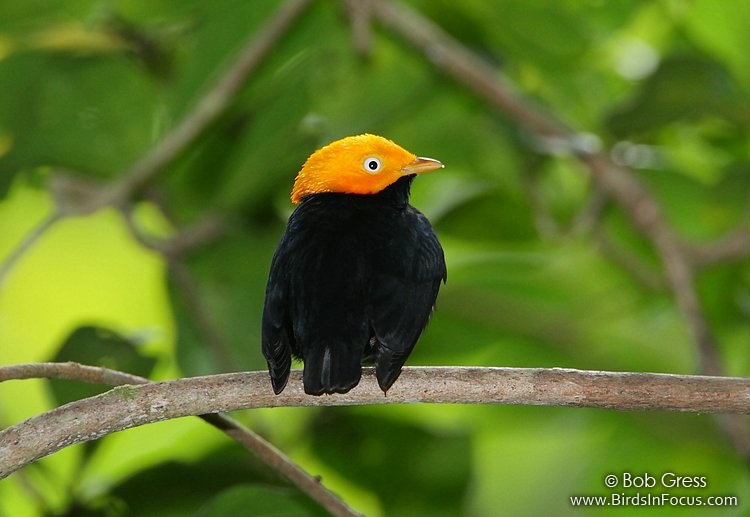 Pretty Golden-headed manakin