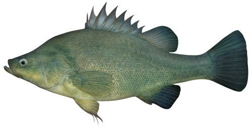 Golden perch