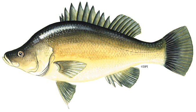 Pretty Golden perch