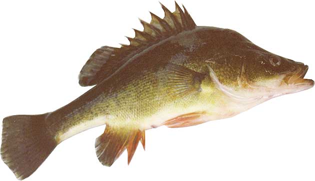 Pretty Golden perch