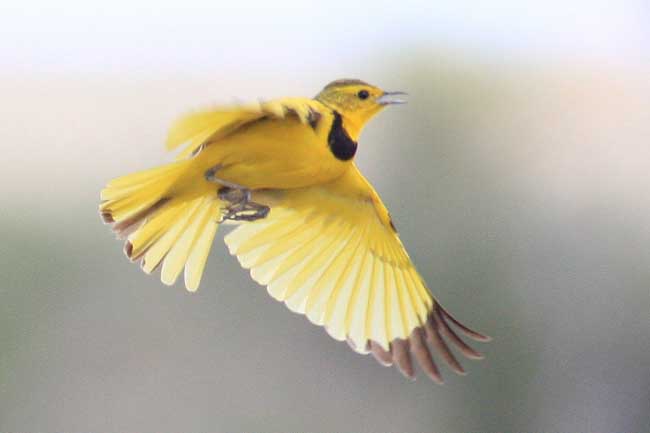 Golden pipit