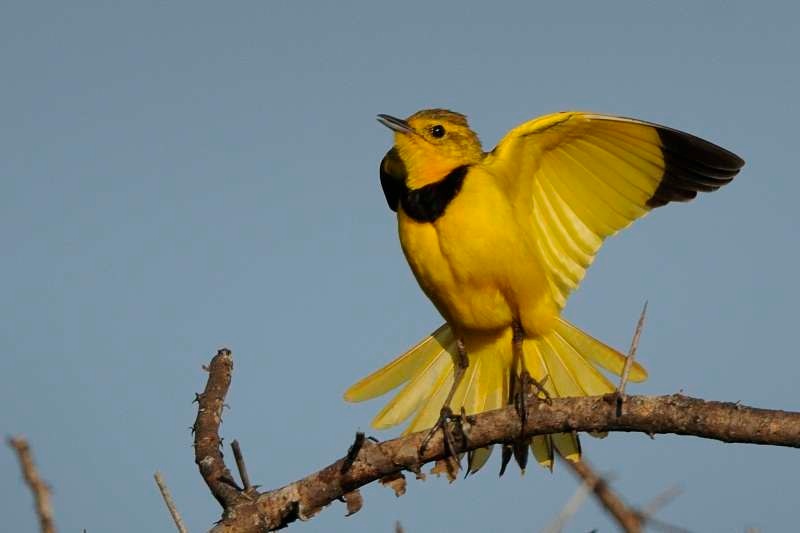 Pretty Golden pipit