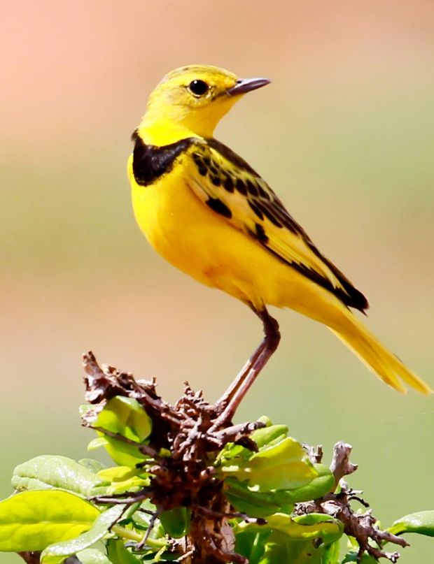 Pretty Golden pipit