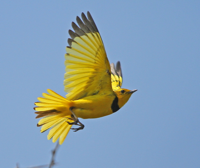 Pretty Golden pipit