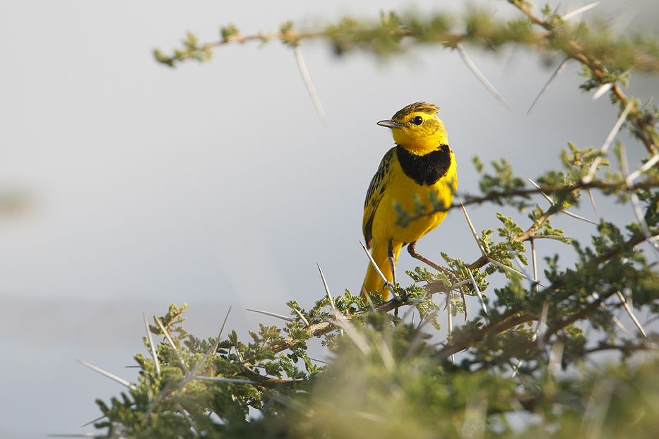 Pretty Golden pipit