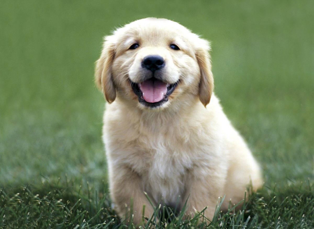 Pretty Golden Retriever - Dog Breed