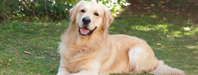 Wallpaper Golden Retriever - Dog Breed