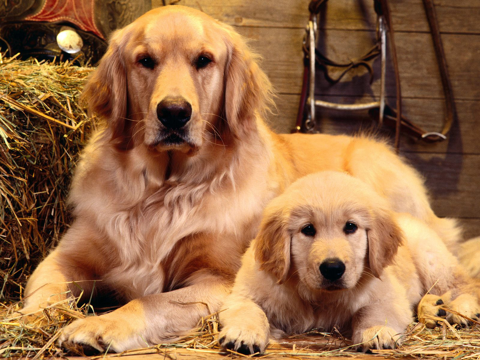 Golden Retriever - Dog Breed photo 