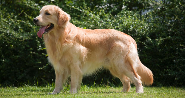 Golden Retriever - Dog Breed wallpaper