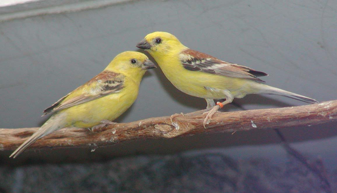 Golden sparrow