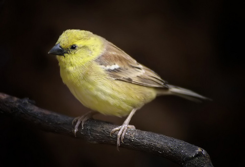 Pretty Golden sparrow