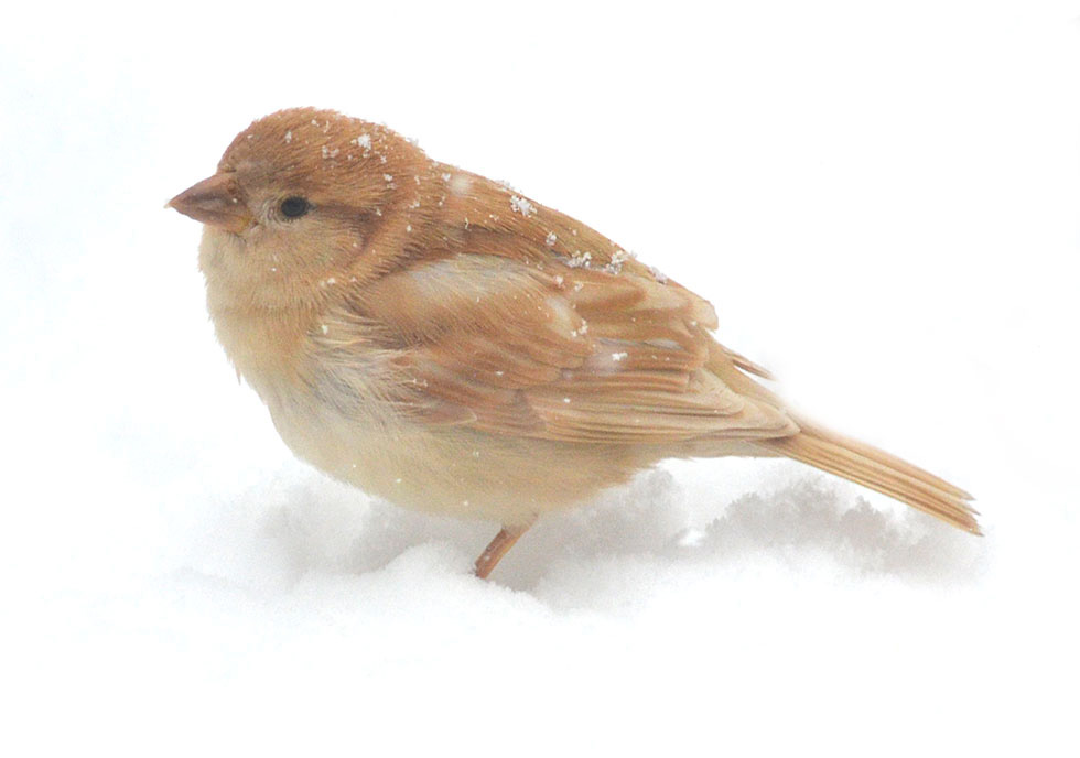 Pretty Golden sparrow