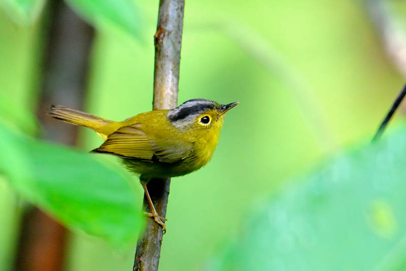 Golden-spectacled warbler