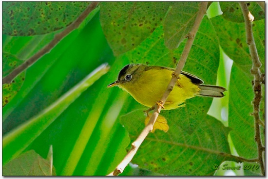 Pretty Golden-spectacled warbler