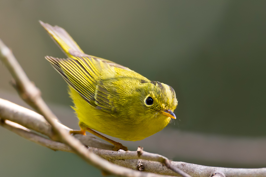 Pretty Golden-spectacled warbler