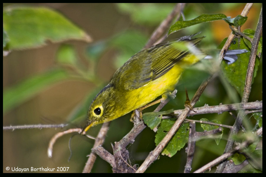 Pretty Golden-spectacled warbler