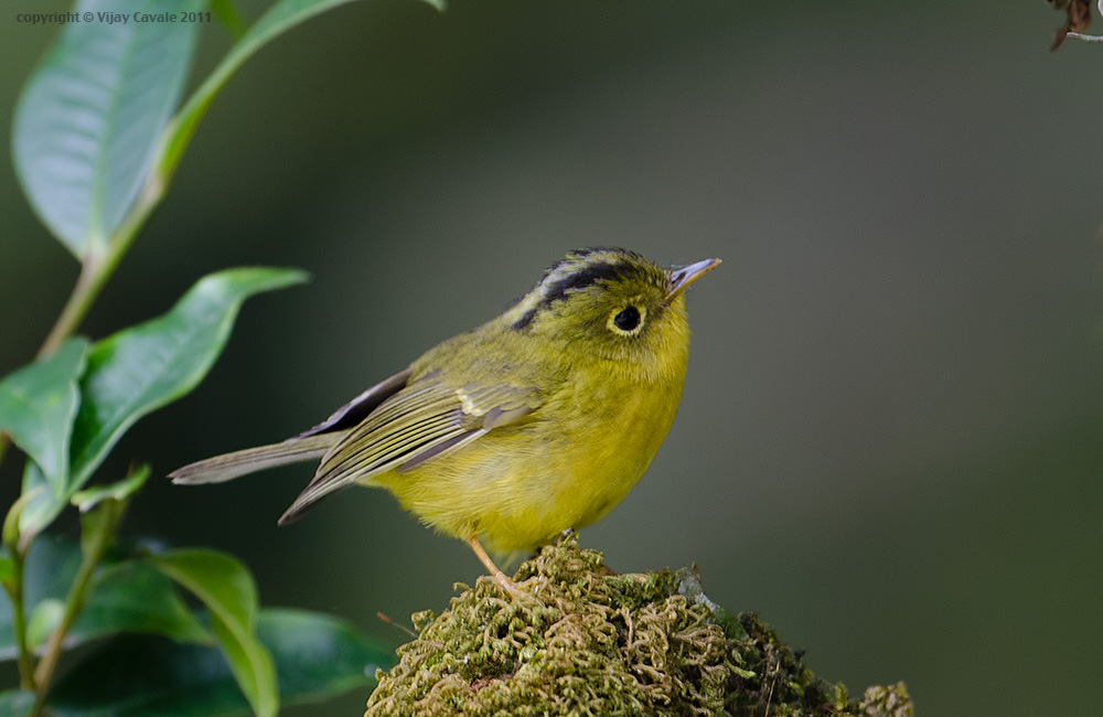 Pretty Golden-spectacled warbler