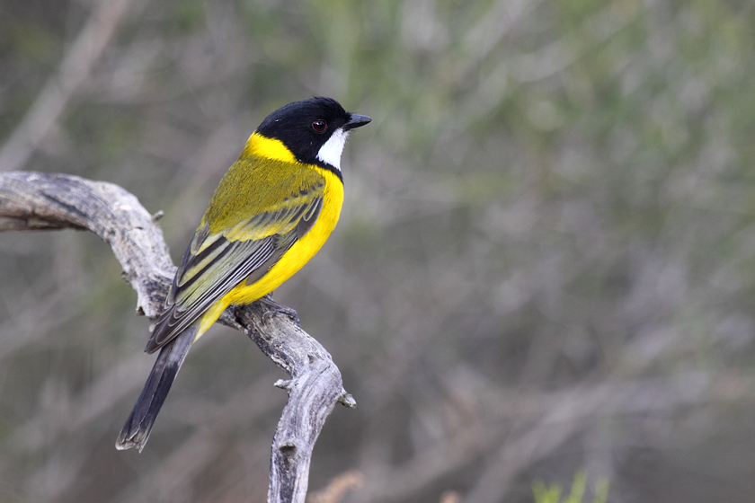 Golden whistler