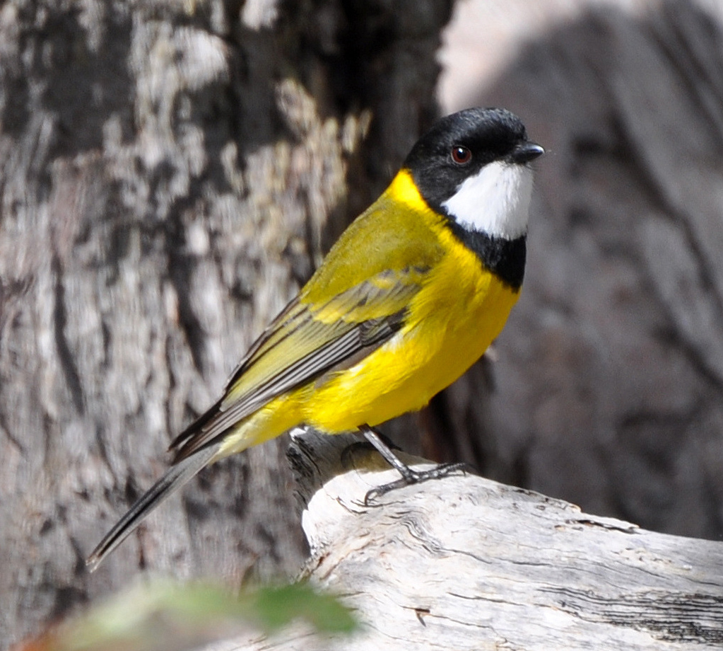 Pretty Golden whistler