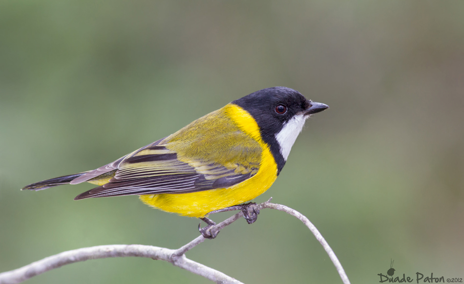Pretty Golden whistler