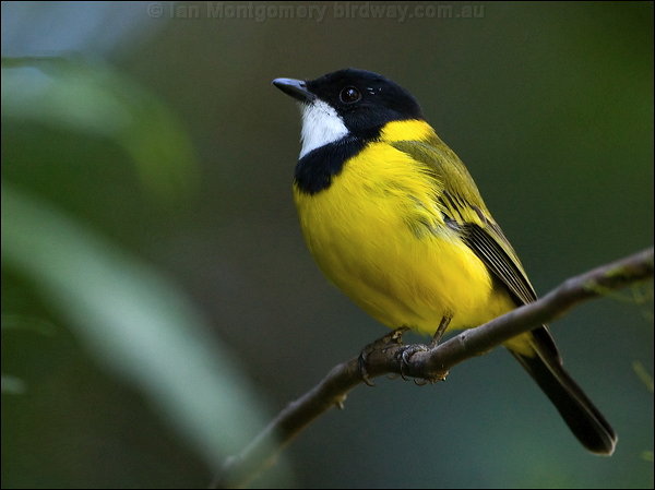 Pretty Golden whistler