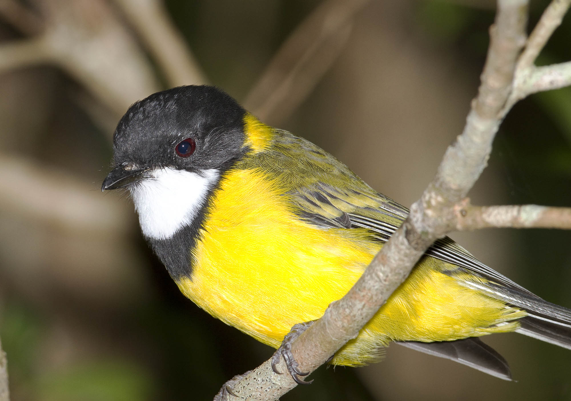 Pretty Golden whistler