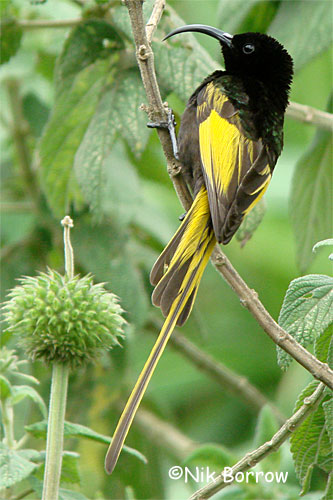 Golden-winged sunbird