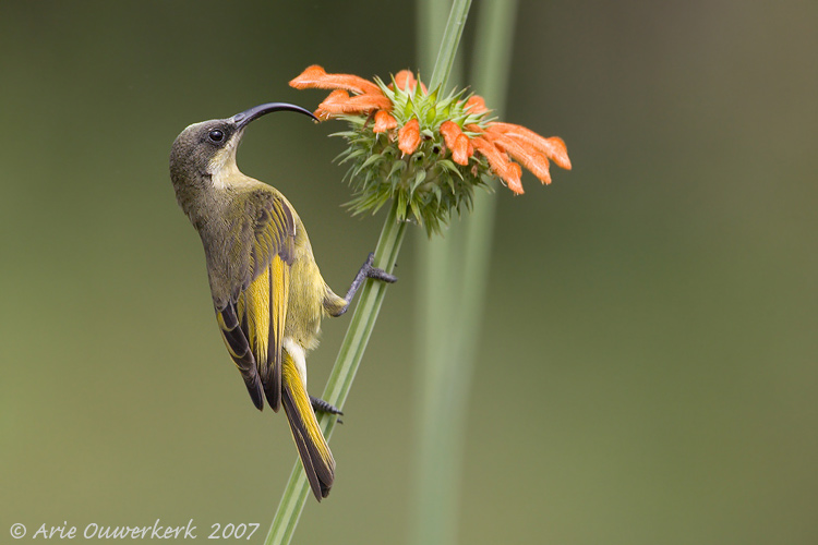 Pretty Golden-winged sunbird
