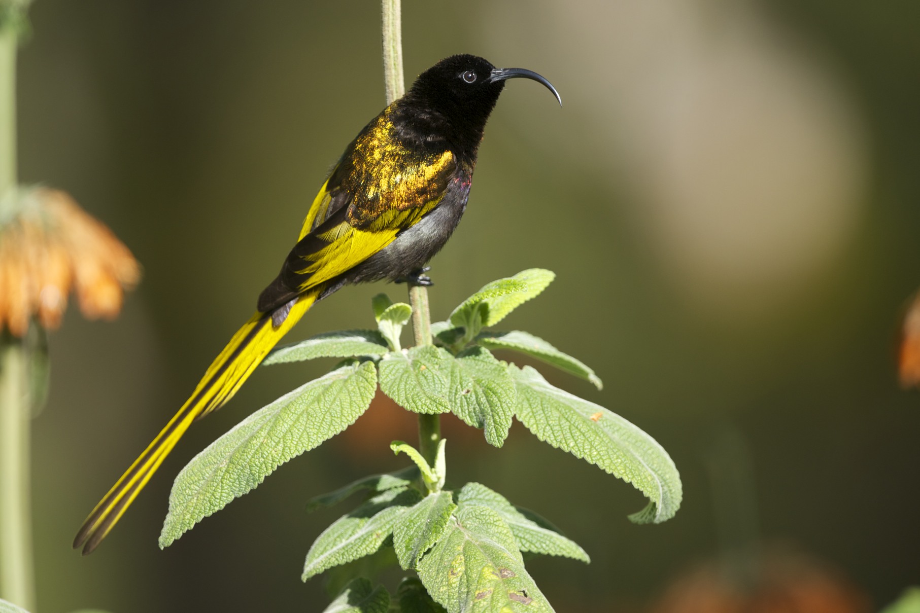 Pretty Golden-winged sunbird