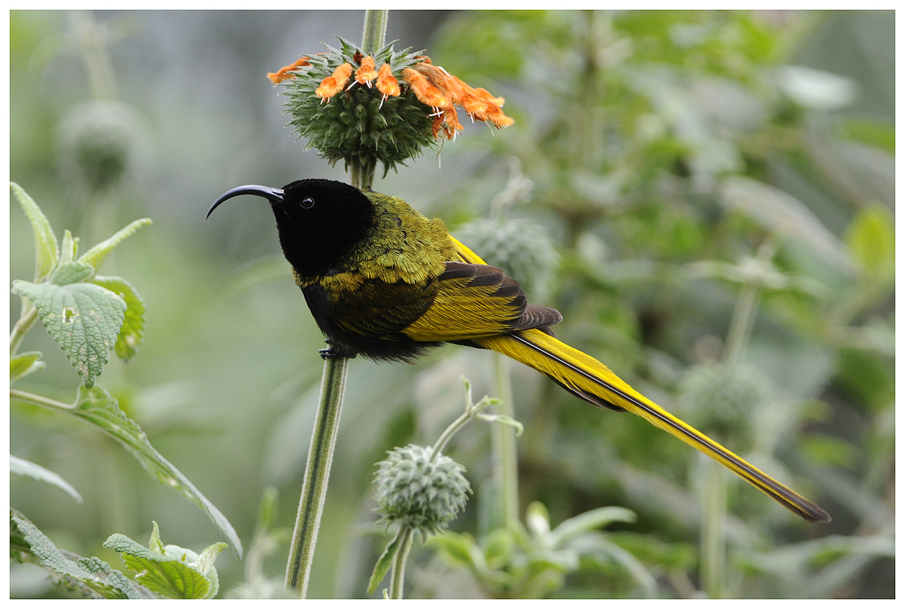Pretty Golden-winged sunbird