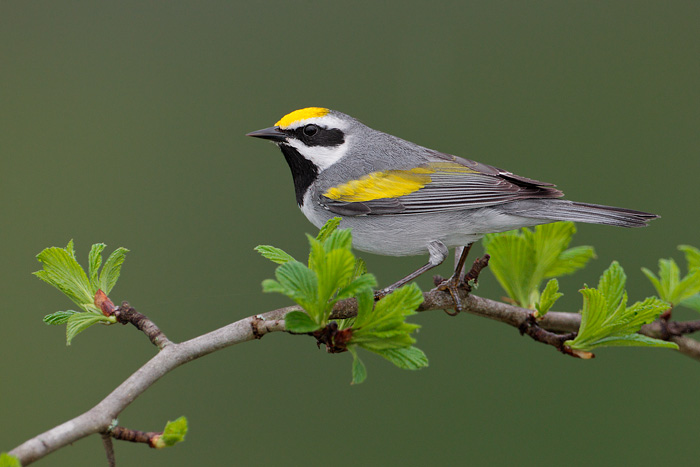 Golden-winged warbler