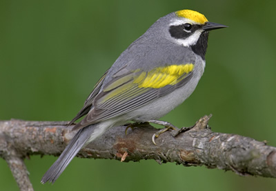 Pretty Golden-winged warbler