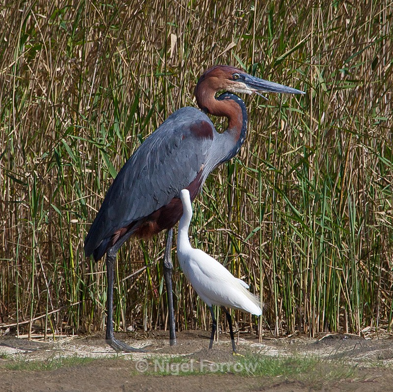 Goliath heron