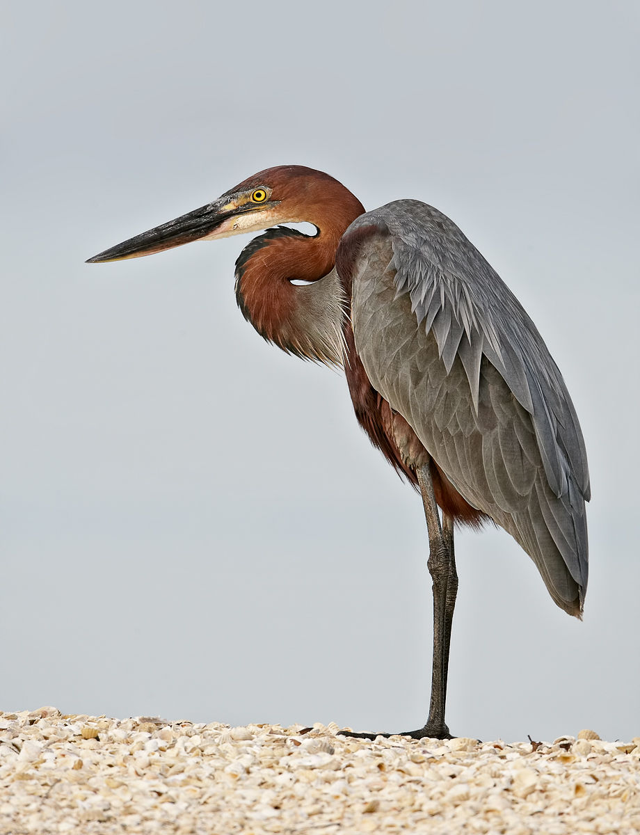 Pretty Goliath heron