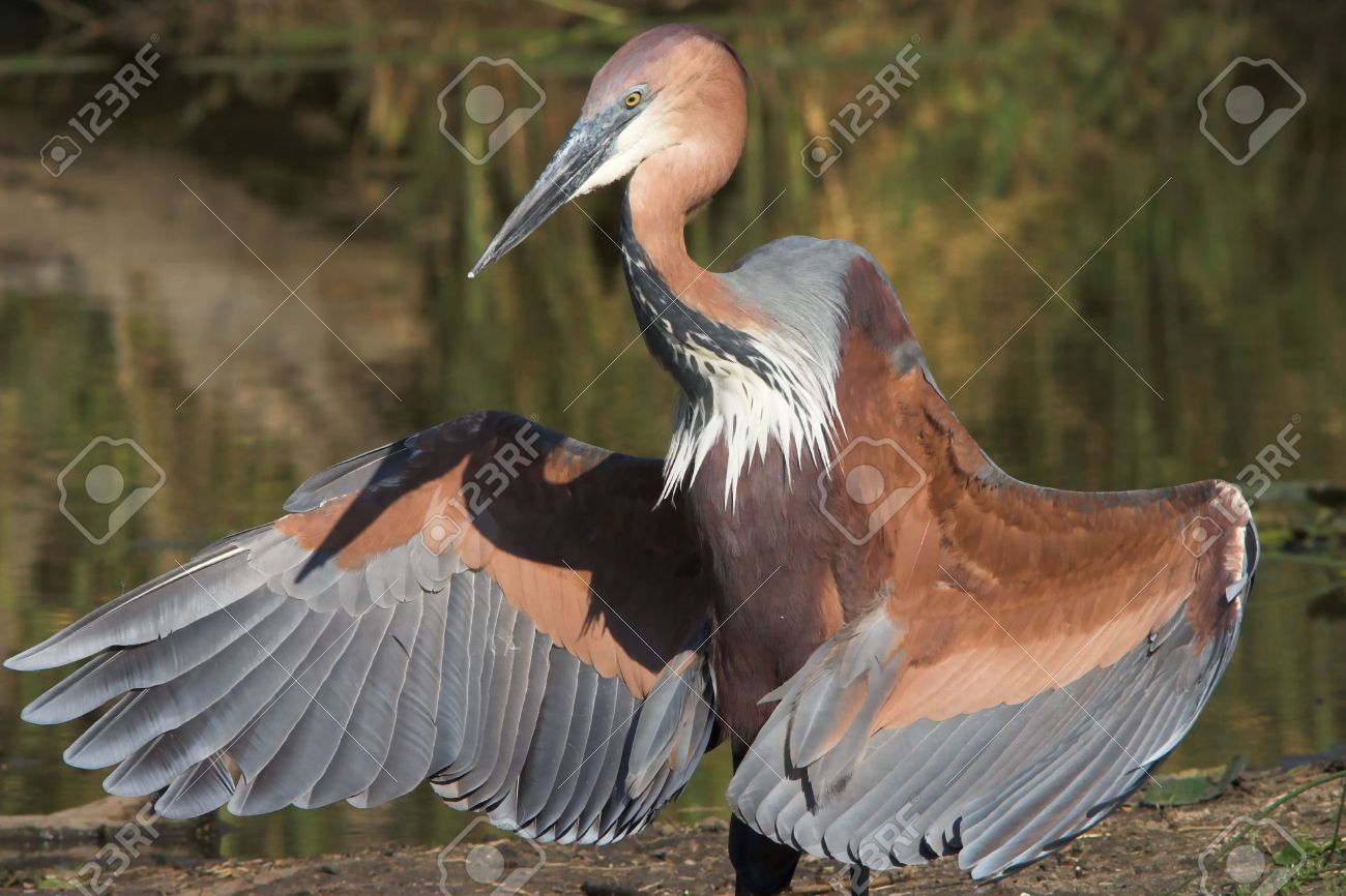 Pretty Goliath heron