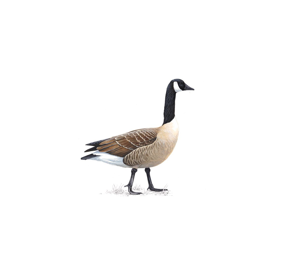 Goose