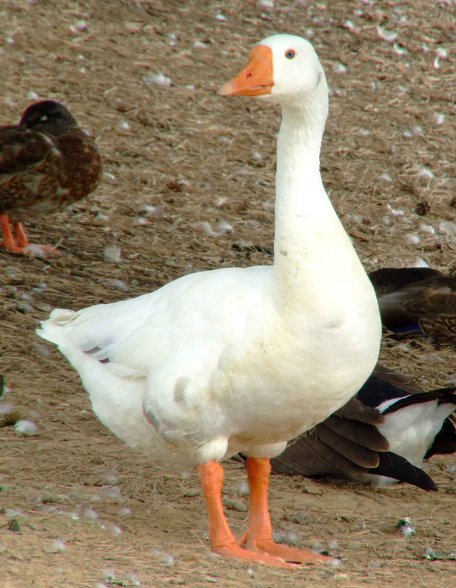 Cool Goose