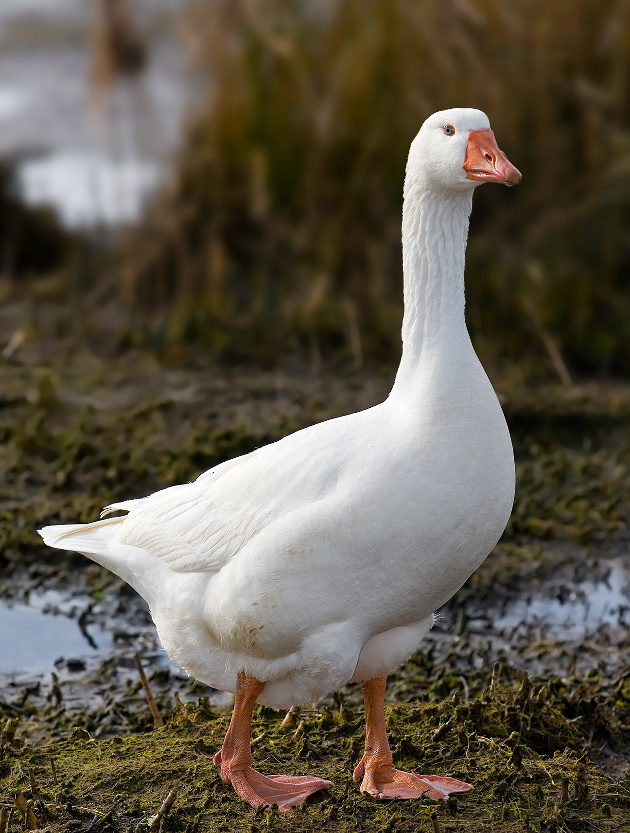Pretty Goose
