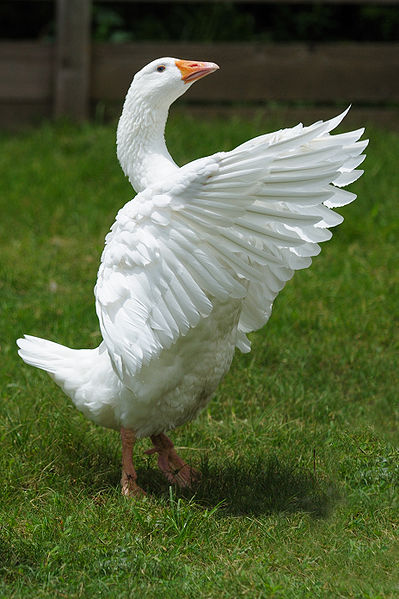 Cute Goose