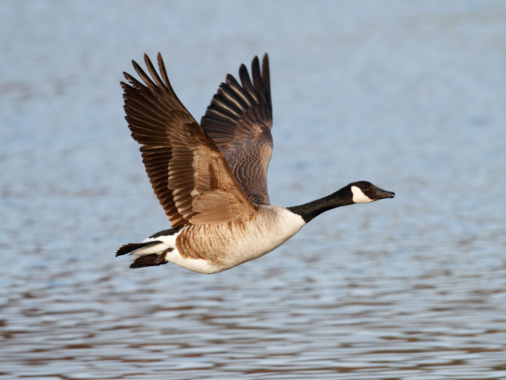 Photo Goose