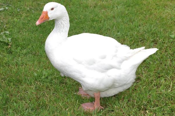 Goose photo 