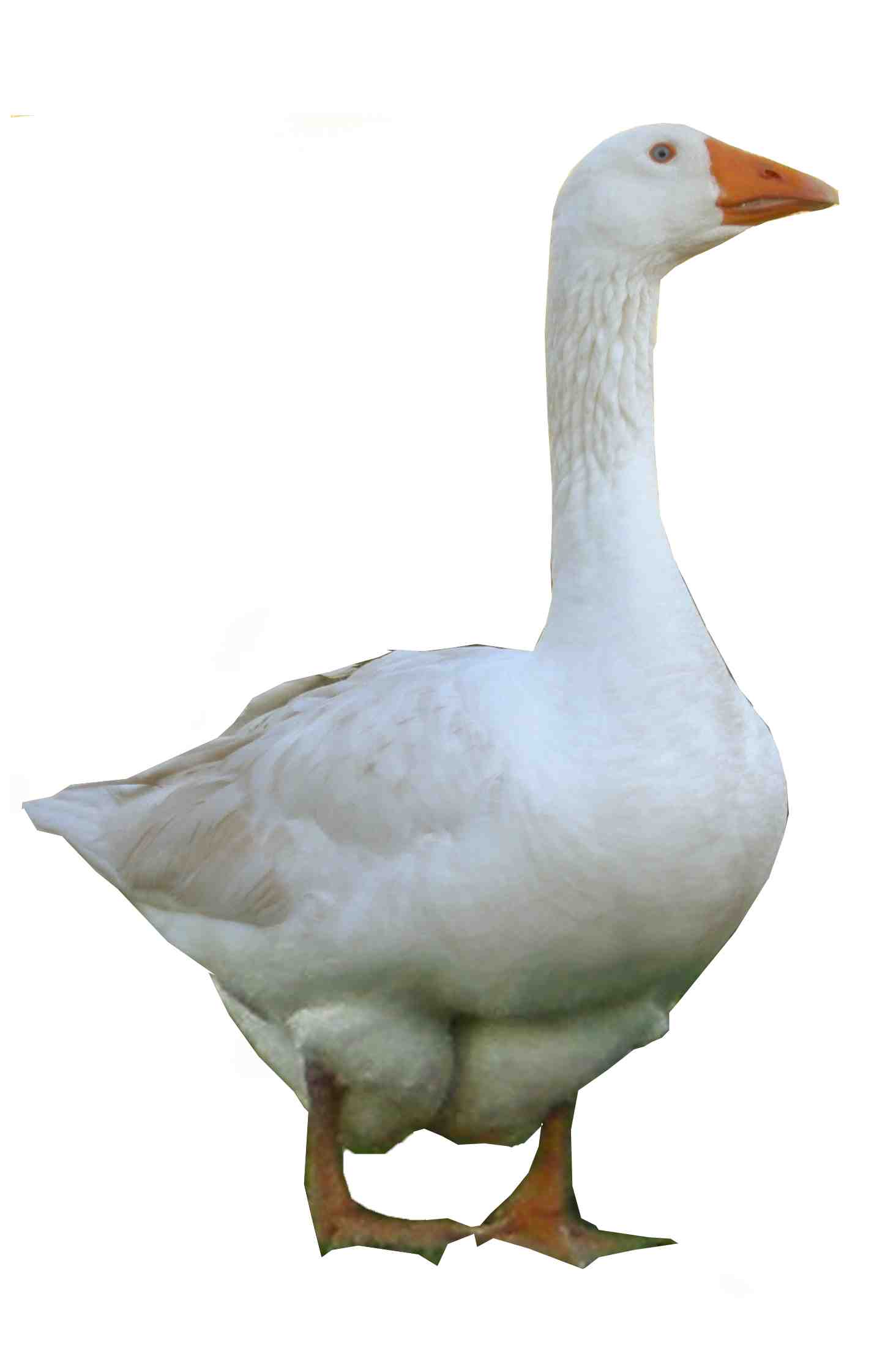 Goose wallpaper