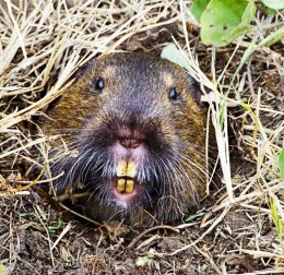 Nice Gopher