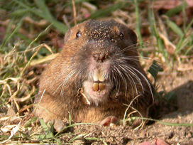 Cool Gopher