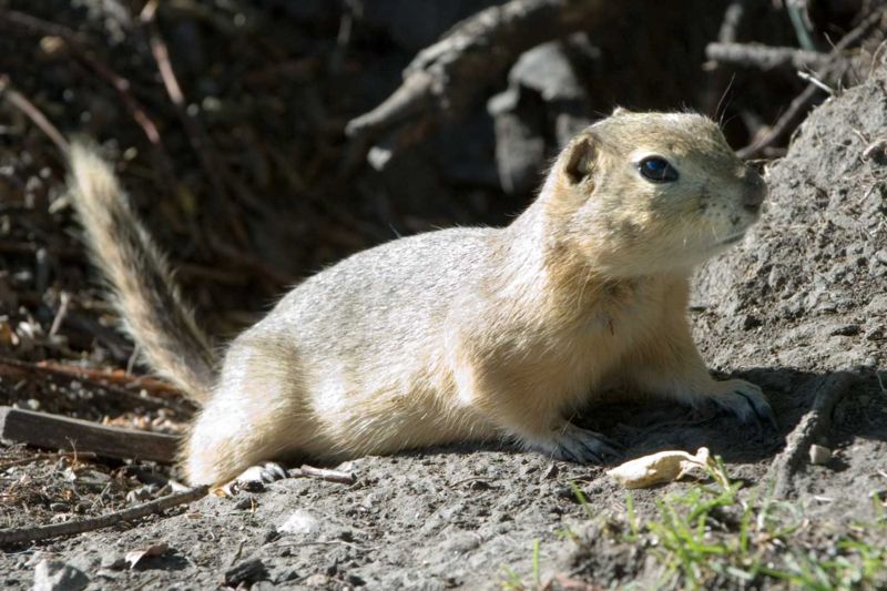Pretty Gopher