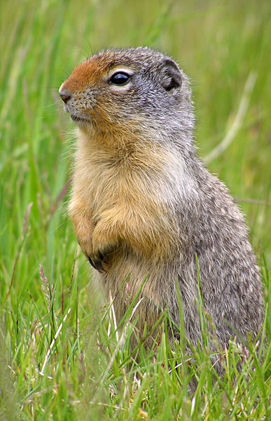 Cute Gopher