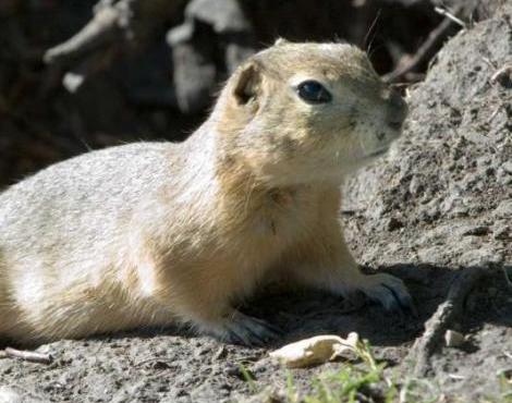Wallpaper Gopher