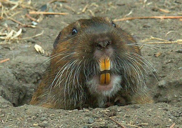 Photo Gopher